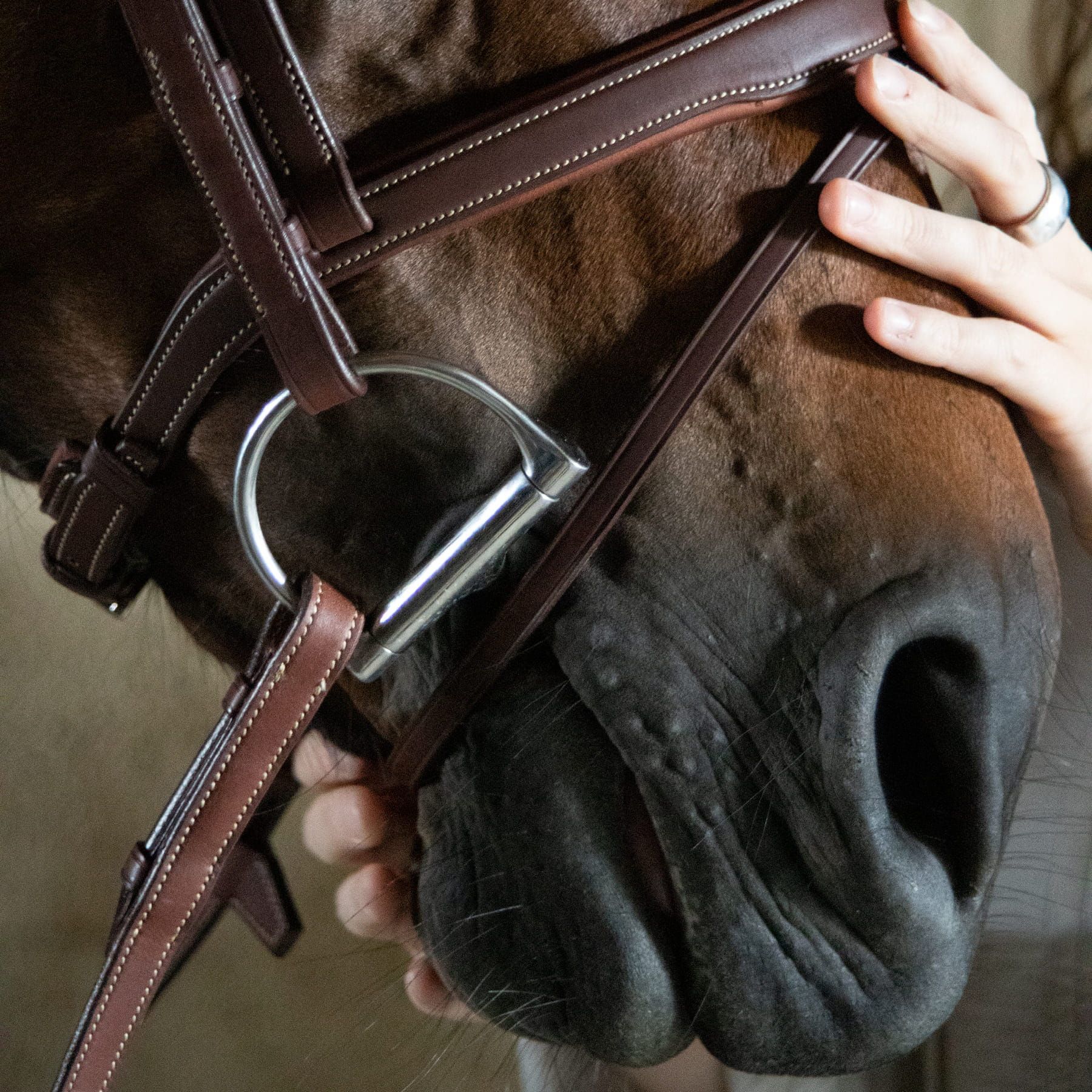 flash-origin-bridle-3